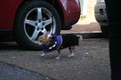 Mystic-Krewe-of-Barkus-Mardi-Gras-2010-French-Quarter-5092