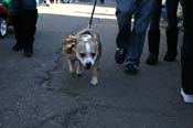 Mystic-Krewe-of-Barkus-Mardi-Gras-2010-French-Quarter-5095