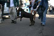 Mystic-Krewe-of-Barkus-Mardi-Gras-2010-French-Quarter-5102