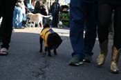 Mystic-Krewe-of-Barkus-Mardi-Gras-2010-French-Quarter-5128