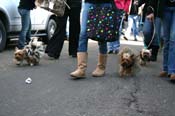 Mystic-Krewe-of-Barkus-Mardi-Gras-2010-French-Quarter-5143