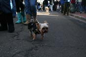 Mystic-Krewe-of-Barkus-Mardi-Gras-2010-French-Quarter-5144