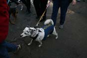 Mystic-Krewe-of-Barkus-Mardi-Gras-2010-French-Quarter-5204