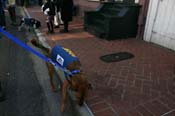 Mystic-Krewe-of-Barkus-Mardi-Gras-2010-French-Quarter-5205