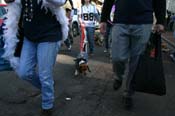 Mystic-Krewe-of-Barkus-Mardi-Gras-2010-French-Quarter-5206