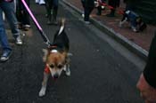 Mystic-Krewe-of-Barkus-Mardi-Gras-2010-French-Quarter-5207