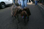 Mystic-Krewe-of-Barkus-Mardi-Gras-2010-French-Quarter-5211