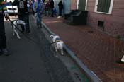 Mystic-Krewe-of-Barkus-Mardi-Gras-2010-French-Quarter-5213