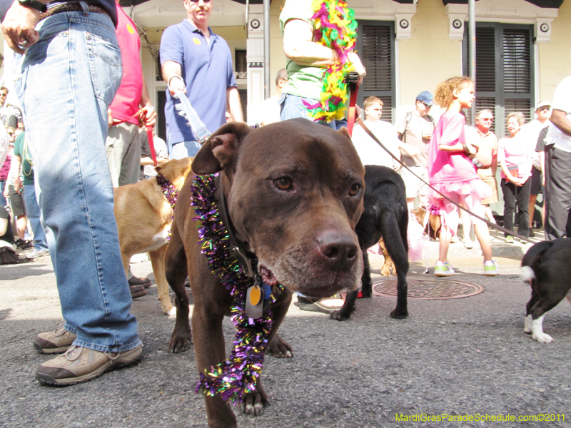 Mystic-Krewe-of-Barkus-HC-2011-0143