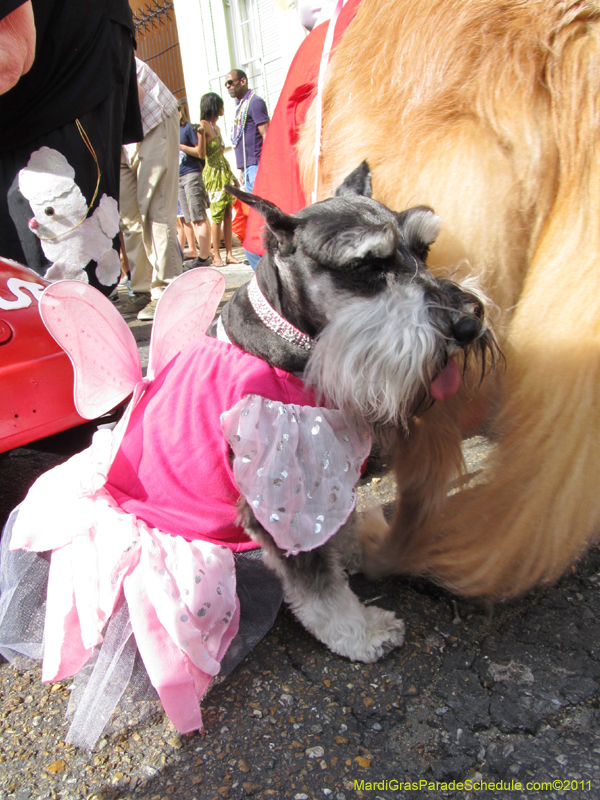 Mystic-Krewe-of-Barkus-HC-2011-0146