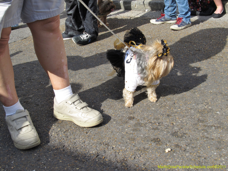 Mystic-Krewe-of-Barkus-HC-2011-0206