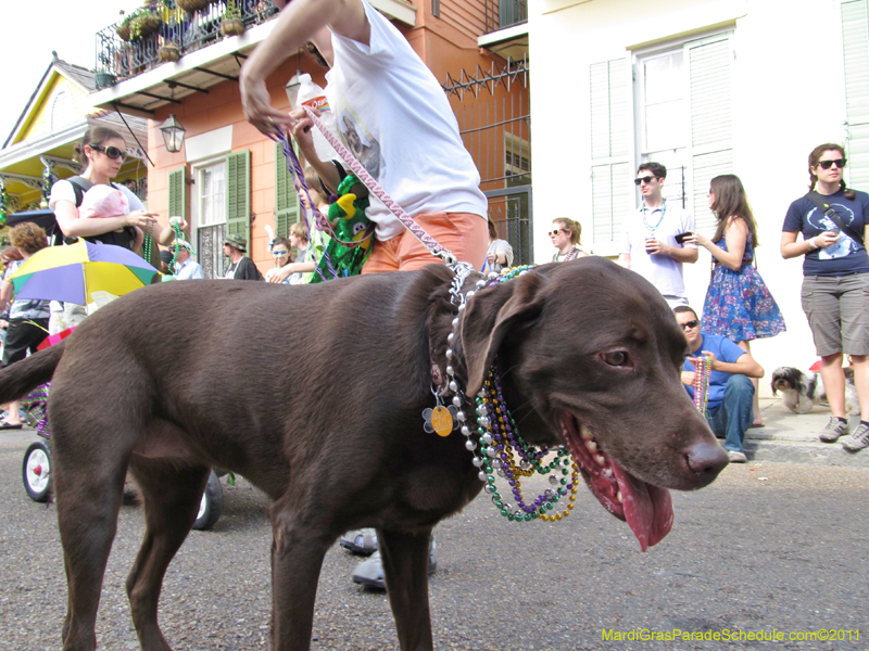 Mystic-Krewe-of-Barkus-HC-2011-0242