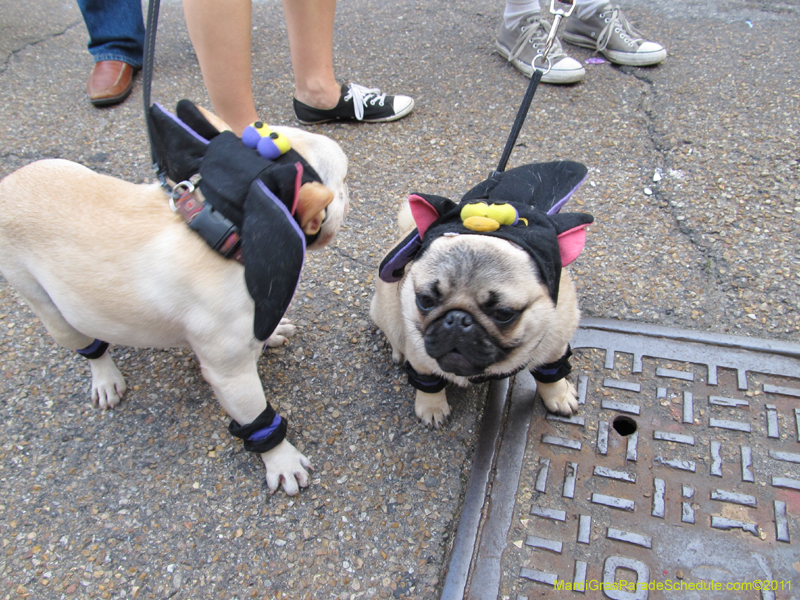 Mystic-Krewe-of-Barkus-HC-2011-0266