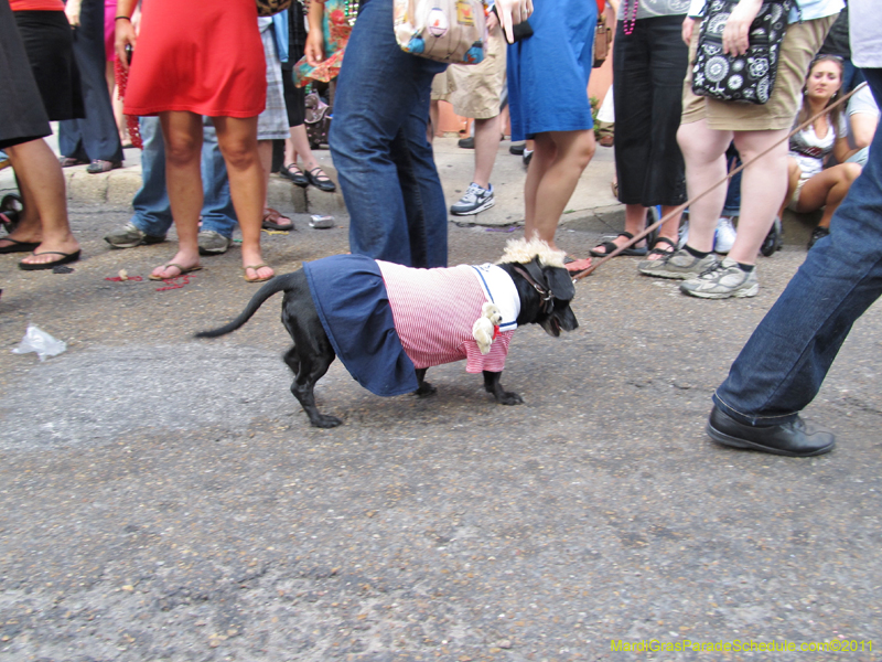 Mystic-Krewe-of-Barkus-HC-2011-0276