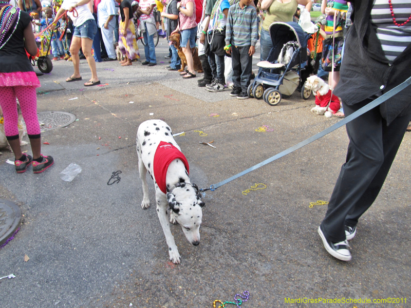 Mystic-Krewe-of-Barkus-HC-2011-0347