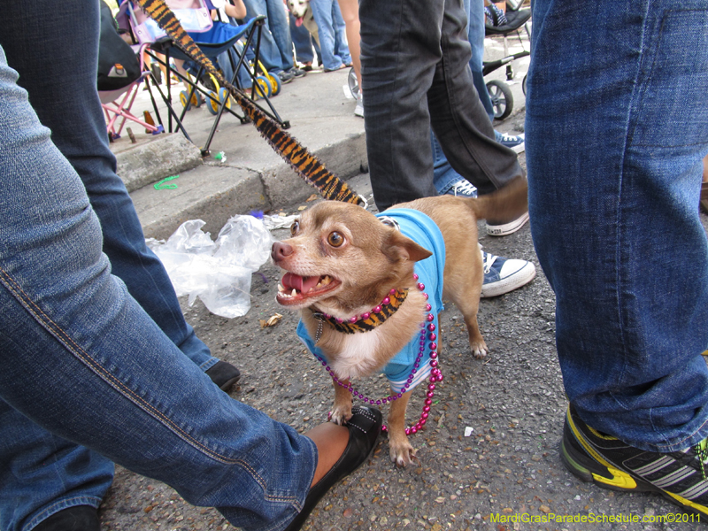 Mystic-Krewe-of-Barkus-HC-2011-0368