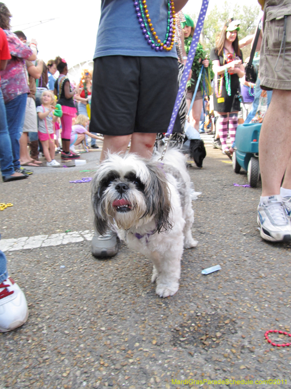 Mystic-Krewe-of-Barkus-HC-2011-0394