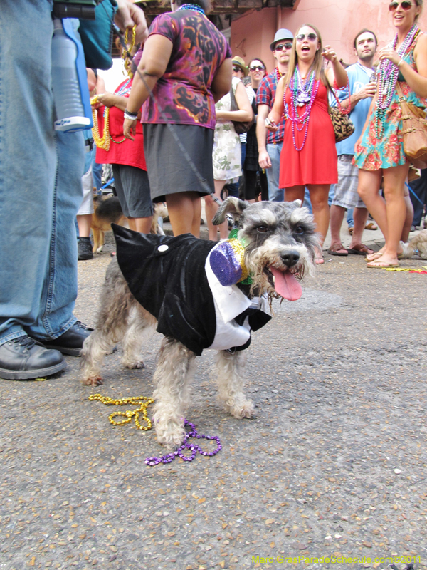 Mystic-Krewe-of-Barkus-HC-2011-0400