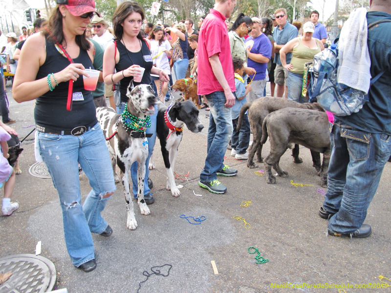 Mystic-Krewe-of-Barkus-HC-2011-0402