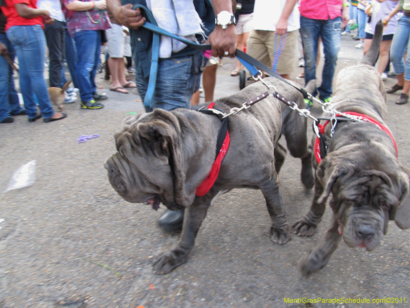 Mystic-Krewe-of-Barkus-HC-2011-0403