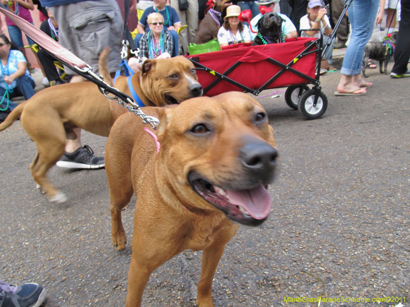 Mystic-Krewe-of-Barkus-HC-2011-0417