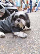 Mystic-Krewe-of-Barkus-HC-2011-0139