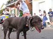 Mystic-Krewe-of-Barkus-HC-2011-0242