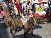 Mystic-Krewe-of-Barkus-HC-2011-0255