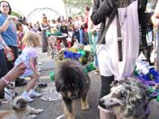 Mystic-Krewe-of-Barkus-HC-2011-0293