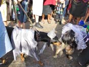 Mystic-Krewe-of-Barkus-HC-2011-0296