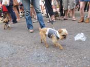 Mystic-Krewe-of-Barkus-HC-2011-0306