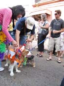 Mystic-Krewe-of-Barkus-HC-2011-0310