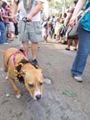 Mystic-Krewe-of-Barkus-HC-2011-0313