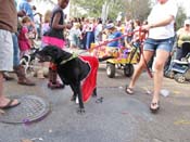 Mystic-Krewe-of-Barkus-HC-2011-0348