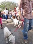 Mystic-Krewe-of-Barkus-HC-2011-0351