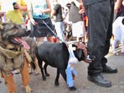 Mystic-Krewe-of-Barkus-HC-2011-0364