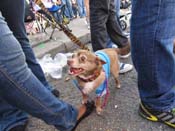 Mystic-Krewe-of-Barkus-HC-2011-0368