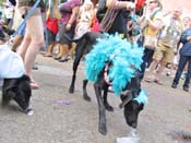 Mystic-Krewe-of-Barkus-HC-2011-0395