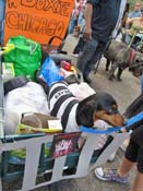 Mystic-Krewe-of-Barkus-HC-2011-0401