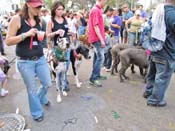 Mystic-Krewe-of-Barkus-HC-2011-0402