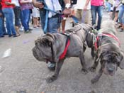 Mystic-Krewe-of-Barkus-HC-2011-0403