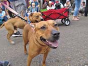 Mystic-Krewe-of-Barkus-HC-2011-0417