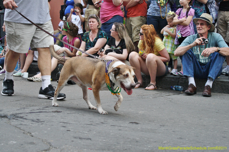 Mystic-Krewe-of-Barkus-JR-2011-0125