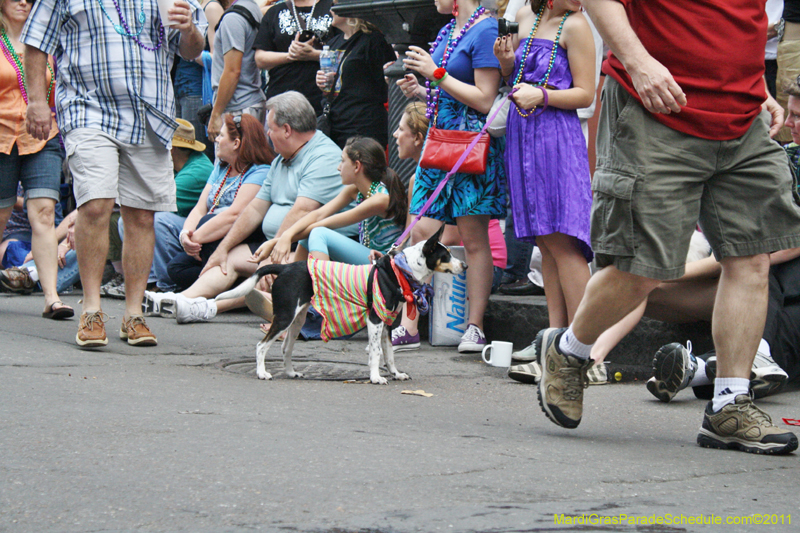 Mystic-Krewe-of-Barkus-JR-2011-0133