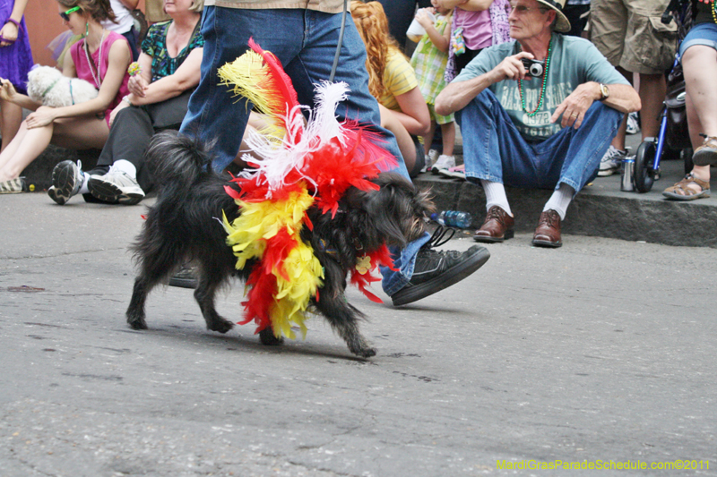 Mystic-Krewe-of-Barkus-JR-2011-0135