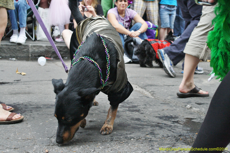 Mystic-Krewe-of-Barkus-JR-2011-0147