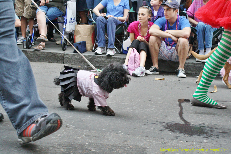 Mystic-Krewe-of-Barkus-JR-2011-0152