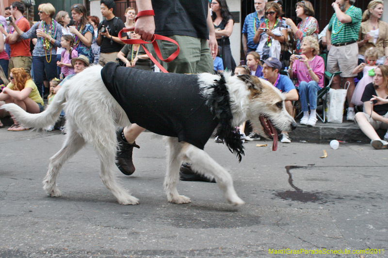 Mystic-Krewe-of-Barkus-JR-2011-0153