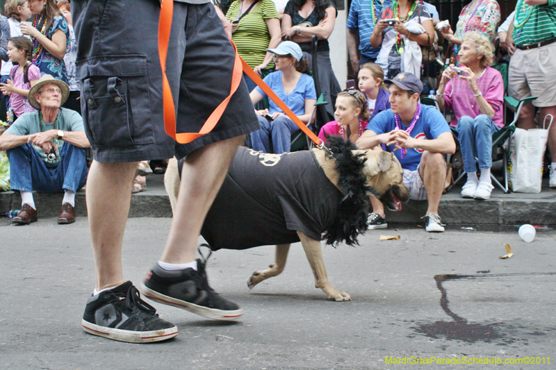 Mystic-Krewe-of-Barkus-JR-2011-0154