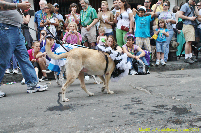 Mystic-Krewe-of-Barkus-JR-2011-0155